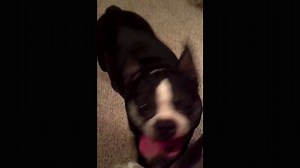 Ez a kutya tényleg jobban táncol, mint bárki más – vicces videó