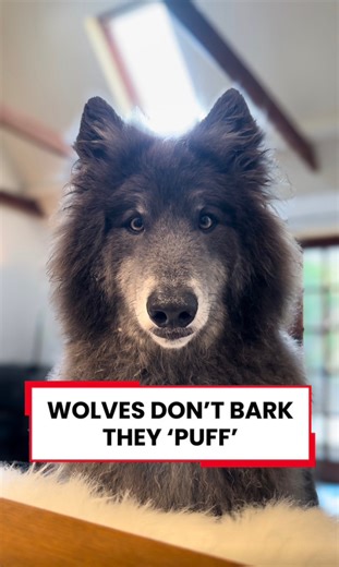 “Wolves don’t bark — they puff.” What you’re hearing here isn’t a bark like a dog’s. It’s a subtle, breathy alert sound — often called a puff — and it’s much closer to how wild wolves communicate. In the wild, wolves almost never bark repeatedly. Loud barking would give away their location to rival packs or prey, and that could get them killed. Instead, wolves evolved quiet, efficient communication — short alarm sounds, body language, eye contact, and breathy warning vocalisations like this. Bar