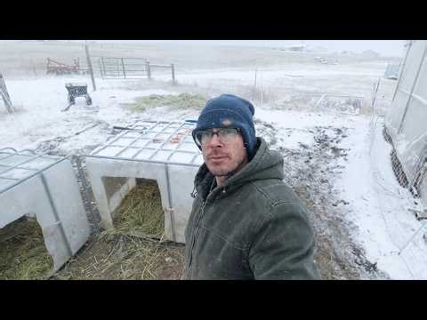 Snowy Day on the Homestead | Keeping Pigs Warm