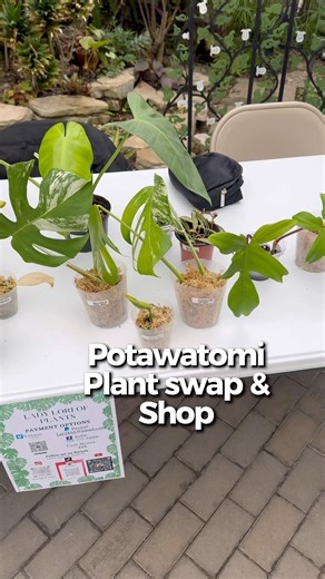 My first table at a local plant swap & shop was a success. #plantsale #plants #plantswap
