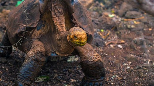 Giant tortoise helps repopulate the Galapagos’ tortoises