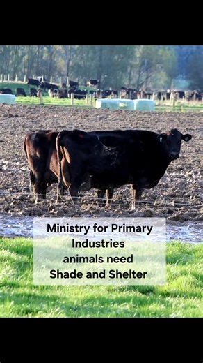 Come on Ministry for Primary Industries do your job, the 1999 animal welfare act requires these animals have sufficient shelter and a suitable places to lie down. It also requires they can display natural behavior Natural behavior would be to lie down when chowing their cud, but with no place but mud to lay in they don't display natural behavior. Now summer is coming and temperatures are rising will you be out there doing proactive and meaningful enforcement for heat stress, or will it be anothe