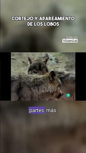Cortejo y apareamiento de los lobos #animalsalvaje #naturalezaincreíble #lobo #curiosidades