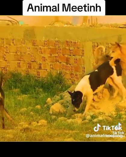 Animal meeting @Animal Meeting #animal #meeting #fyp #fypシ゚ #foryou #foryoupage #viral