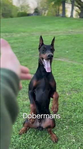 Thinking About a Doberman 5 Quick Facts