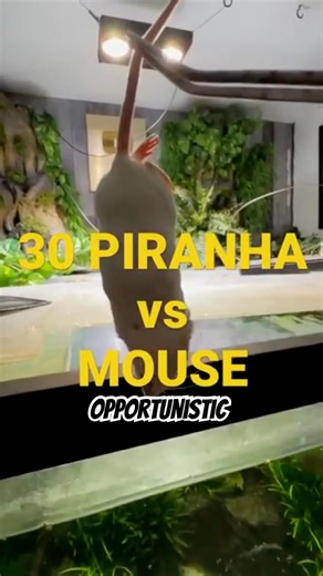 30 HUNGRY piranha VS a MOUSE!!