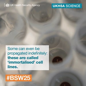 European Collection of Authenticated Cell Cultures (ECACC) is a service within UKHSA that supplies authenticated, quality-controlled cell lines for a wide range of biomedical research purposes. 🔬 Cell lines allow scientists to study how cells work, change during disease, and develop into specialised cells. With cell lines, researchers can examine specific changes in cell structure, function, and genetics under controlled laboratory conditions. 🥼 Find out more below 👇 | UK Health Security Agen