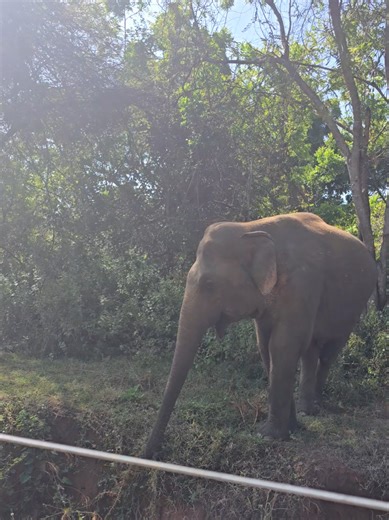 when you look across the road and see an elephant 🐘 Sri Lanka 🇱🇰 #srilankan_tik_tok🇱🇰 #srilanka #elephant #creatorsearchinsights #fyp
