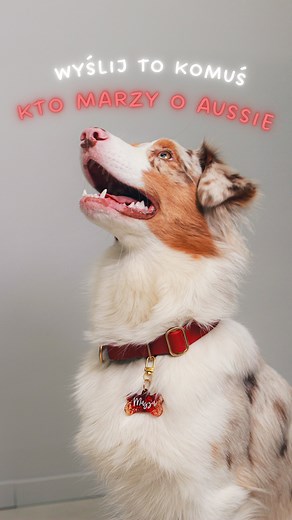 Masza i Daria 🐶👩🏼 | lifestyle z aussie w roli głównej 🐾 on Instagram: "Wyślij to komuś, kto marzy o owczarku australijskim 🤠 owczarek australijski • aussie • australian shepherd • psy pasterskie • psy z adhd • życie z owczarkiem australijskim • rasa psa • śmieszne psy • psie życie • dog mom • dog influencer • psi roast • mój pies jest szalony • adopcja psa • pies z charakterem • rasy psów • codzienność z psem • życie z psem • real dog life • prawdziwe życie z psem • reels o psach • psie ree