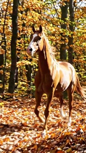 Stallion. #viral #wildlife #nature #love #horse