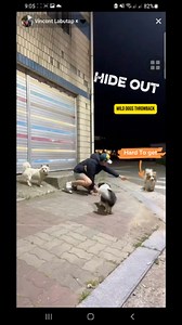 14K views · 982 reactions | The Wild Dogs Meeting Place  #doglover | The Wild Dogs | Facebook