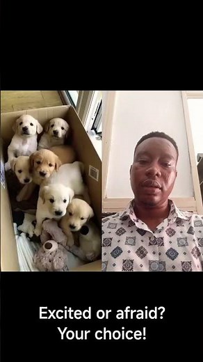 Why Are They All Barking? The Reason Will Melt You 🐶❤️ #dog #shorts #pets