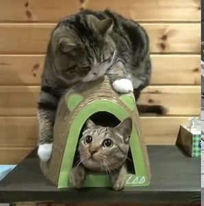 Maru loves his scratching toy :) (courtesy: Maru and Hana Instagram@maruhanamogu) | Love Meow