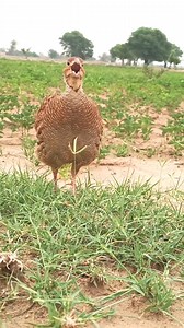 159K views · 1.7K reactions | grey francolin calling, brown partridge voice #trending #viral #birds | Teetar Francolin bird | Facebook