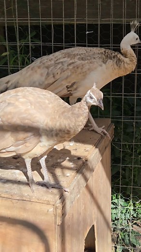 Juvenile pen got two peacocks growing up and a pheasant | Wiley Riley Feathered Ranch