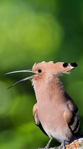 HooPoe Bird Singing in its unique Voice Wincent87hds #bird #nature #wildlife #wildlifephotography | HAWI Studios
