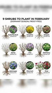 February is prime time for planting bare root shrubs in regions where soil remains workable and frost-free through winter. Dormant season planting allows roots to establish before spring growth begins, giving shrubs the strongest possible start with less transplant stress than summer planting. - Butterfly Bush — plant bare root or container in frost-free ground, fast-growing pollinator magnet that establishes quickly in dormant season - Forsythia — plant dormant bare root now, early spring bloom