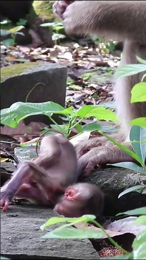 Monkey species: The baby monkey cries when its mother doesn't pick it up after bathing.