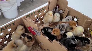 Somebody is getting a decorative shipping box with their baby chicks delivery. https://www.cacklehatchery.com/product/decorated-shipping-box/ | Cackle Hatchery