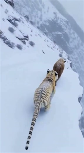 Snow Tiger Almost Attacks Baby Yak Ranger Saves the Day!
