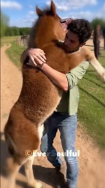 This Foal Loves People So Much ❤️