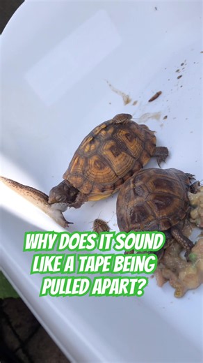 You Won’t Believe the Sound This Slug Made!