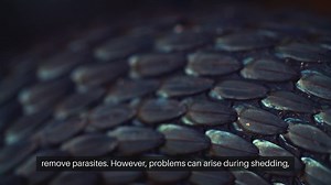 Snake Shedding Problems