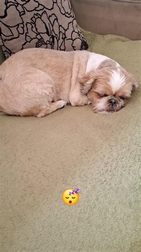 Abandoned Shih Tzu #dogs #viralvideos
