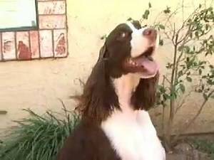 English Springer Spaniel