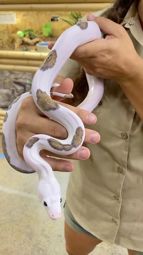 The Reptile Zoo | Beautiful and feisty sure seems to come together 😂 This is a beautiful reticulated python and the special colors and pattern is called a... | Instagram