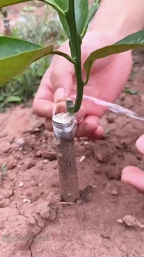 157K views · 1.7K reactions | Fruit tree grafting care #garden #reels #Grafting #agriculture #gardening | GardeningFruit | Facebook
