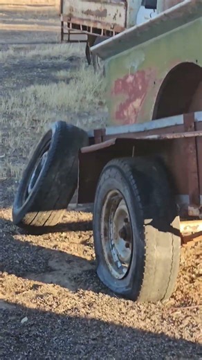 Hunting Rabbits!Please Like👍and Subscribe 🐕 #funny #puppy #cute #rabbits #dog #run #chase