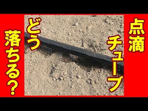 点滴チューブ どんな感じで水は落ちるの？ 兵庫県丹波市の農業ユーチューバーミニトマト栽培の準備で設置した点滴チューブの設置と実際に落ちる水の様子をお届け
