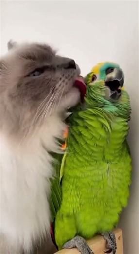 Funny Moment: Parrot Screeches While Cat Ignores It