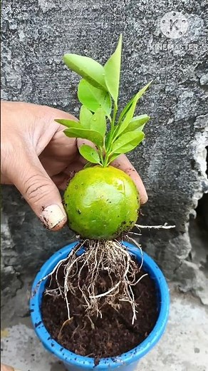 Growing lemon from lemon fruit 100% success