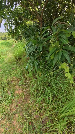 7.3K views · 95 reactions | My mango garden #mango 省 | Fishing Bangkok | Facebook