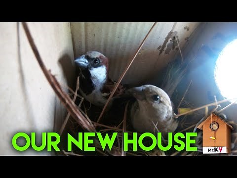 How to Make Simple Bird House Using Cardboard || Save Sparrows