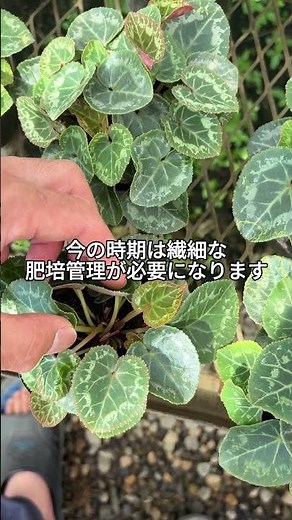 苗が少し痩せてきた？ #シクラメン #シクラメンの育て方 #増田園芸 #肥料