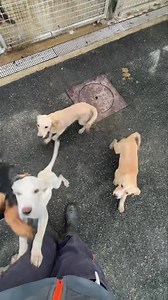 [MAJ : les chiots ont tous trouvé une famille] 🚨Alerte jolies bouilles à l’adoption🚨 Découvrez nos 8 adorables chiots tout juste arrivés de Guadeloupe ! Ils sont âgés de 3 mois et recherchent leur famille pour la vie !❤️ Ils auront besoin de présence pour continuer leur éducation, leur apprendre la propreté et les sociabiliser. Toujours dans le positif bien évidement. ⚠️Pour toute adoption, il faut : - Que tous les membres du foyer soient présents et rencontrent le loulou - Si il y a déjà un c