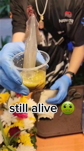 Eating live Squid | Raw Squid shot | Squid Shashimi