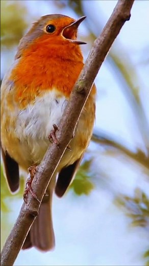 Loud & Clear Bird Sounds – Relaxing Morning Chirping, Beautiful Nature Calls & Singing Birds