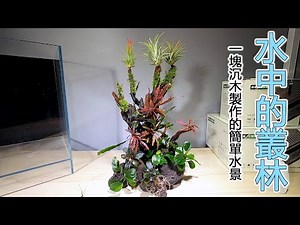 水中的叢林，如何用最簡單的一塊沉木（流木）製作一個適合新手的水景 The jungle in the water A simple waterscape made of driftwood