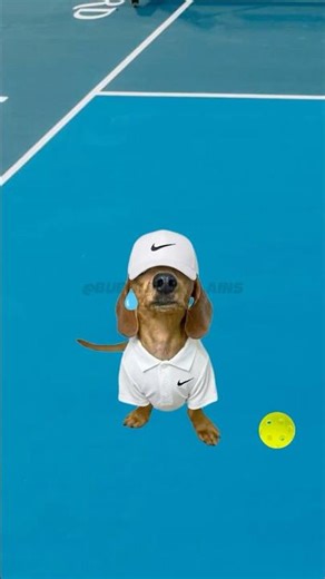 She Should NOT Be Playing Pickleball (Bubbles Tries) #Pickleball #FunnyDog #Comedy #SportsFail