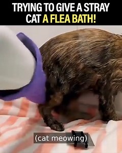 52K views · 669 reactions | Giving My Stray Pregnant Cat a Flea Bath | Hope For Pets | Facebook