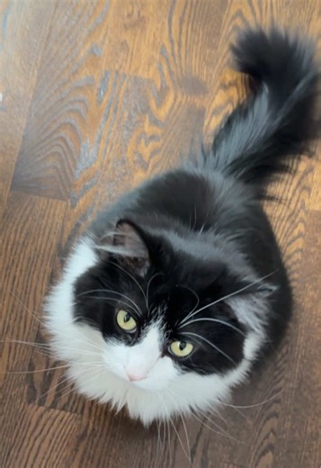 Mr. Polite: The Most Gentlemanly Cat Requesting Food