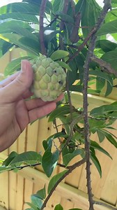 230K views · 7K reactions | How to prevent garden pest: Annona Seed Borer | Gray Davis | Facebook