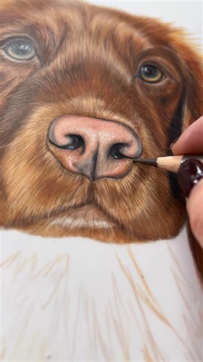 Charlie Robbins | Pet Portrait & Equestrian Artist | Fine Art on Instagram: "30 mins of getting as much texture and colours into this cute spaniels nose 💕 #drawingprogress #spaniel #dogportrait"