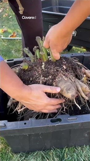 No Water. Still Fresh. Overwintered Yacon