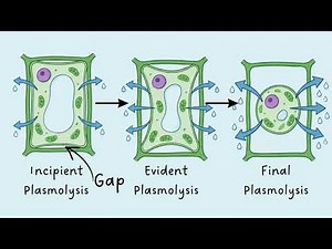 Plasmolysis | Stages and Types