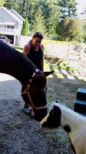I love meeting new horses ❤️🐴 #smalleststallion #ponylife | Einstein the Smallest Stallion